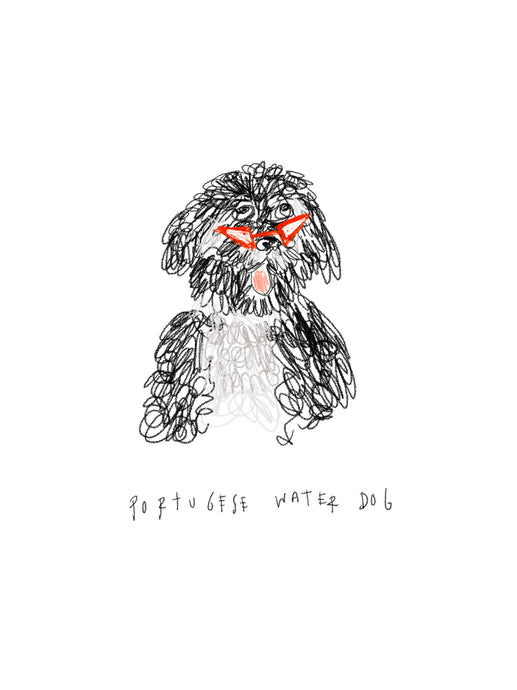 funky Portuguese Water Dog